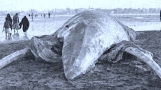 5 Most Mysterious Creatures Caught In Egypt!