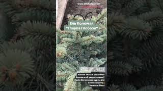 Ель Глаука Глобоза