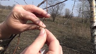 Березовые почки