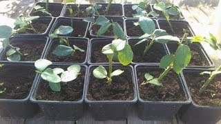 Черенкование роз осенью. Прошло 3 недели