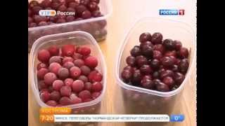 Промышленное выращивание клюквы в Костроме, передача 'Утро России' 12 02 2015