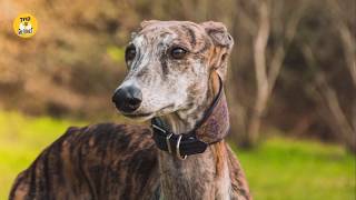 Top 10 Razas de perros más veloces del Mundo