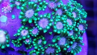What Salt Mix To Use In A Reef Tank? Let's Look At Three.