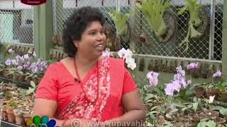 Nugasewana Orchid Mal Wagawa 2019-10-16 | Rupavahini