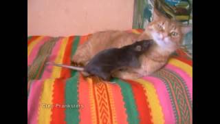 Дружелюбная мышь и кот. Friendly mouse and cat.