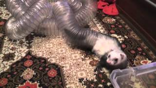 Битва хорьков в рожках и хориные бега в трубе. Ferrets.