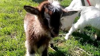 Козы и козлята.  Не ждали! Подарок от Сони. Goats. Giving birth.