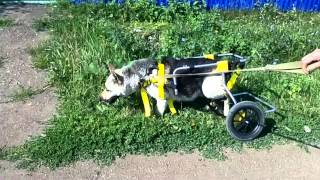 Герда на прогулке на коляске PetMobile.