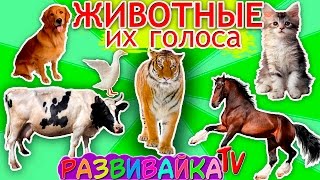 ОБУЧАЮЩИЙ МУЛЬТИК ДЛЯ МАЛЫШЕЙ. УЧИМ ЖИВОТНЫХ, НАСЕКОМЫХ, ПТИЦ и их голоса
