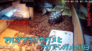 アルダブラゾウガメとアカアシガメの1日