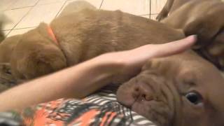 Щенки бордоского дога - вечерняя встреча / Dogue De Bordeaux puppies - Greeting