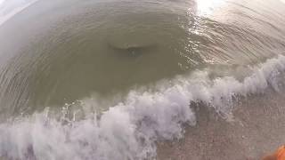 Surf fishing blacktip shark