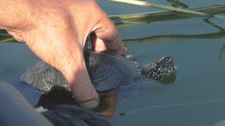 Как освободить черепаху от крючка на рыбалке? My fishing.