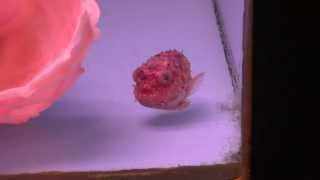 ナメダンゴ   Eumicrotremus taranetzi