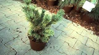 Pinus pumila Glauca