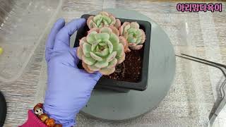 원종 바닐라비스 키우기? 분갈이. 물주기.다육이 관리하는꿀팁^^(succulent, 多肉植物)