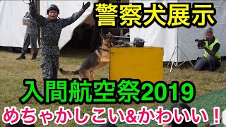 めちゃかしこい&かわいい!! 警察犬展示 わんちゃん 入間基地航空祭2019
