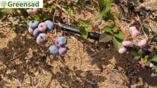 Голубика "Чандлер" - видео-обзор от Greensad