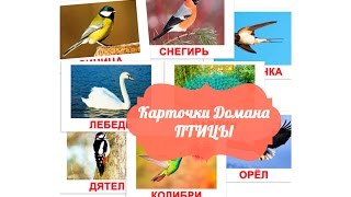 Карточки Домана часть 1 - ПТИЦЫ картинки для детей, развивающее видео для малышей