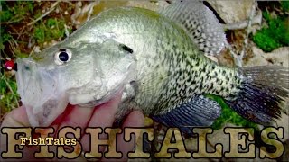 FishTales: Crappie Crazy Terrific Tuesday