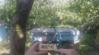 деление пчелиной семьи  на пол лета