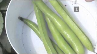 How To Harvest Broad Beans
