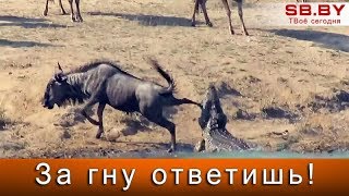 Бегемоты спасли антилопу гну от крокодила
