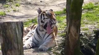 Kölner Zoo 2016
