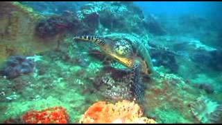Tortue - Reportage (1)