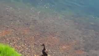 Brochet qui attaque un caneton