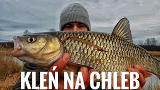 Gruby kleń z Odry | Feeder| luty 2020  #25