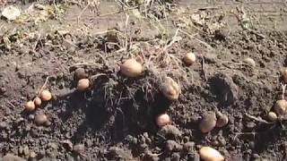 Копаем картошку веерной картофелекопалкой