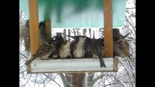 Воробьи на кормушке, зимой всегда подкармливаю птиц.