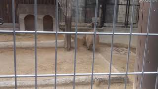 【ASMR】カビパラさんの咀嚼音（王子動物園）[ASMR] Capybara's roar (Oji Zoo)