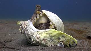 Coconut octopus using shells