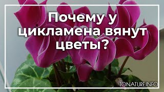 Почему у цикламена вянут цветы? | toNature.Info