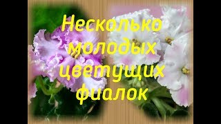 Несколько цветущих сортов фиалок