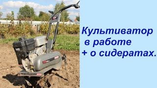 КУЛЬТИВАТОР в работе + о СИДЕРАТАХ.