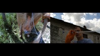 Искусственное осеменение в селе.
