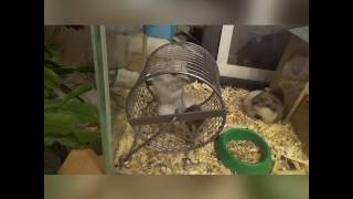 Смешные хомяки в колесе