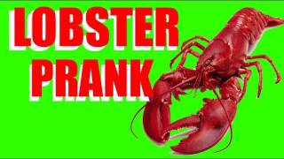 Lobster Prank