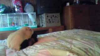 Guinea pigs Males trying to mate, show dominance. RIP Jordan 2005 to 2011, RIP Teddy 2007, 2013