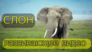 СЛОН. РАЗВИВАЮЩЕЕ ВИДЕО ДЛЯ ДЕТЕЙ.