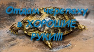 Найдена взрослая сухопутная черепаха. | Отдам в хорошие руки.