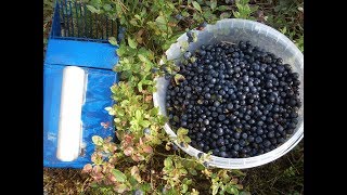 Комбайн для сбора ягод черники, брусники, голубики, клюквы