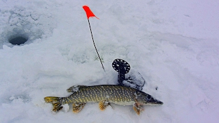 Ловля Щуки на Жерлицы Зимой – Рыбалка на Щуку в Глухозимье / Catching Pike on Live Bait in Winter