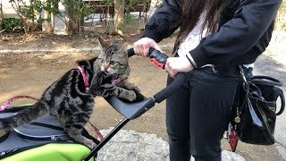 妹と初めてのペットカートで広すぎる公園をお散歩する猫