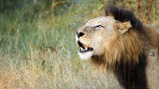 Lioness fight the male Lion to defend herself  (Mr T of Mapogo Lions)