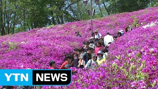 [날씨] 벚꽃 지자 철쭉 만발...철쭉축제 즐겨요! / YTN