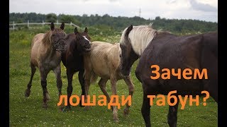 О важности табуна в жизни лошади